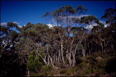 APII jpeg image of Eucalyptus bridgesiana  © contact APII