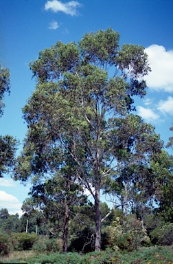 APII jpeg image of Eucalyptus brookeniana  © contact APII