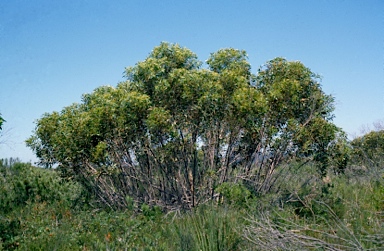 APII jpeg image of Eucalyptus burgossiana  © contact APII