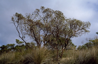 APII jpeg image of Eucalyptus caesia subsp. caesia  © contact APII