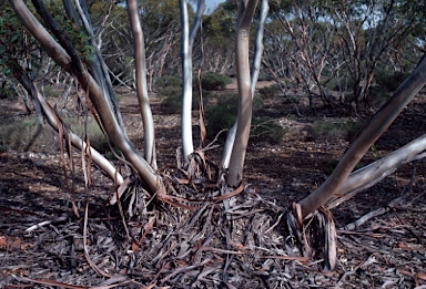 APII jpeg image of Eucalyptus calcareana  © contact APII