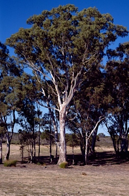 APII jpeg image of Eucalyptus camaldulensis subsp. camaldulensis  © contact APII