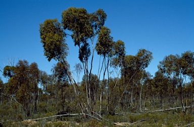 APII jpeg image of Eucalyptus capillosa subsp. polyclada  © contact APII