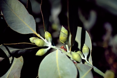 APII jpeg image of Eucalyptus carnabyi  © contact APII