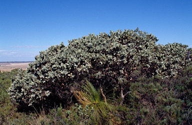 APII jpeg image of Eucalyptus carnabyi  © contact APII