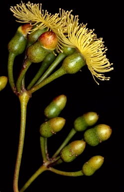 APII jpeg image of Eucalyptus cerasiformis  © contact APII
