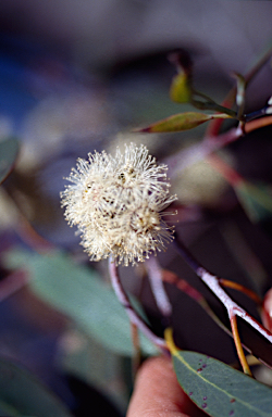 APII jpeg image of Eucalyptus coccifera  © contact APII