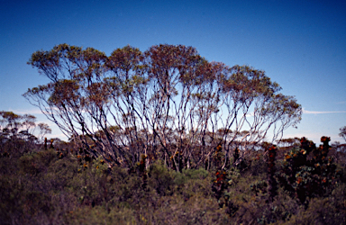 APII jpeg image of Eucalyptus communalis  © contact APII