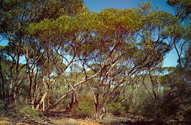APII jpeg image of Eucalyptus brachycorys  © contact APII