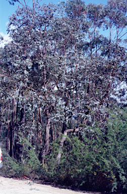 APII jpeg image of Eucalyptus conspicua subsp. conspicua  © contact APII