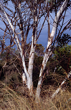 APII jpeg image of Eucalyptus cooperiana  © contact APII