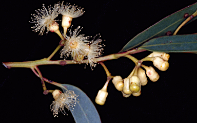 APII jpeg image of Eucalyptus cooperiana  © contact APII