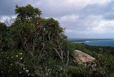 APII jpeg image of Eucalyptus coronata  © contact APII