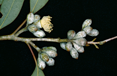 APII jpeg image of Eucalyptus cretata  © contact APII
