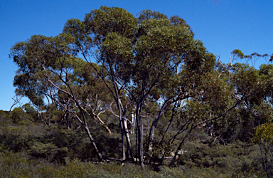 APII jpeg image of Eucalyptus crispata  © contact APII