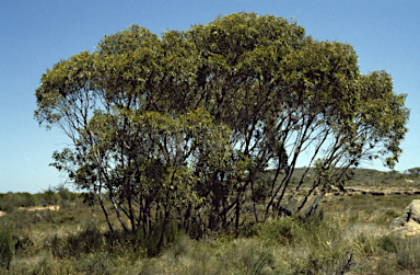 APII jpeg image of Eucalyptus cuprea  © contact APII