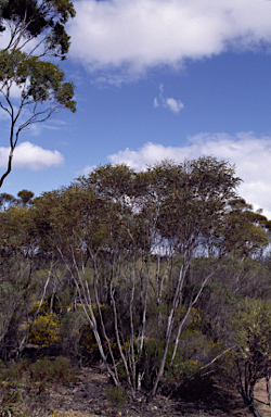 APII jpeg image of Eucalyptus cylindriflora  © contact APII
