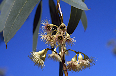 APII jpeg image of Eucalyptus decurva  © contact APII