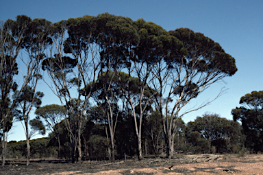 APII jpeg image of Eucalyptus densa subsp. densa  © contact APII