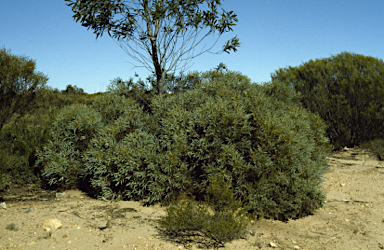 APII jpeg image of Eucalyptus densa subsp. improcera  © contact APII