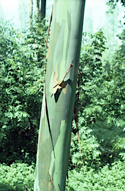 APII jpeg image of Eucalyptus deglupta  © contact APII