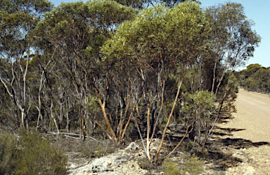 APII jpeg image of Eucalyptus depauperata  © contact APII