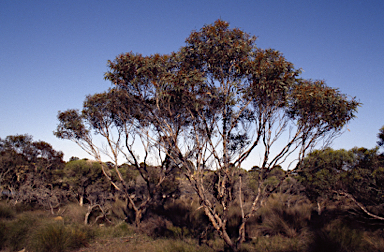 APII jpeg image of Eucalyptus discreta  © contact APII