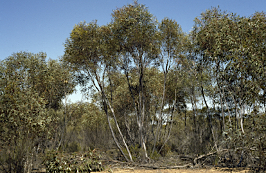 APII jpeg image of Eucalyptus dissimulata  © contact APII