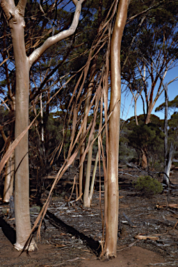 APII jpeg image of Eucalyptus distuberosa subsp. distuberosa  © contact APII