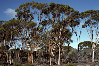 APII jpeg image of Eucalyptus distuberosa subsp. distuberosa  © contact APII