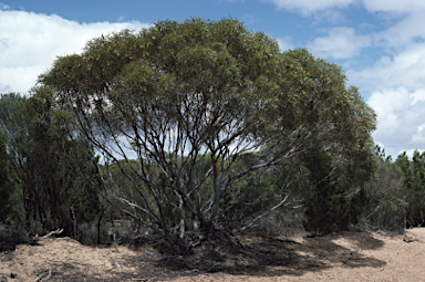 APII jpeg image of Eucalyptus detlexa  © contact APII