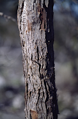 APII jpeg image of Eucalyptus diversifolia subsp. hespera  © contact APII