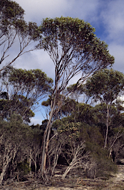 APII jpeg image of Eucalyptus dolichorhyncha  © contact APII