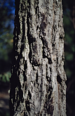 APII jpeg image of Eucalyptus dorsiventralis  © contact APII