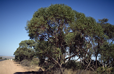 APII jpeg image of Eucalyptus ebbanoensis subsp. photina  © contact APII