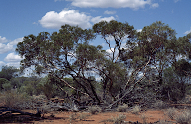 APII jpeg image of Eucalyptus effusa  © contact APII