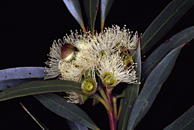 APII jpeg image of Eucalyptus erectifolia  © contact APII