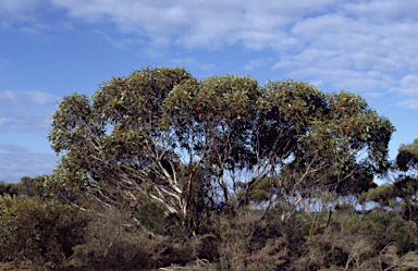 APII jpeg image of Eucalyptus erythrandra  © contact APII
