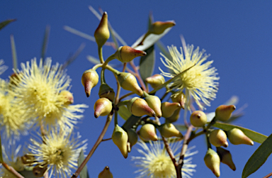 APII jpeg image of Eucalyptus erythronema subsp. inornata  © contact APII