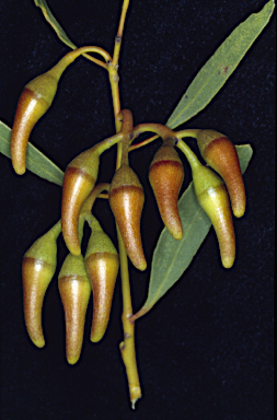 APII jpeg image of Eucalyptus erythronema subsp.  © contact APII