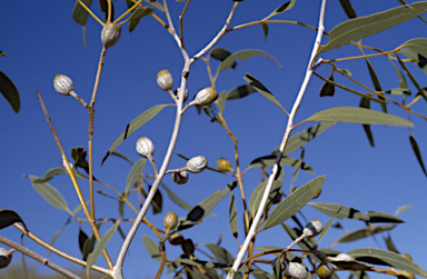 APII jpeg image of Eucalyptus pallida  © contact APII