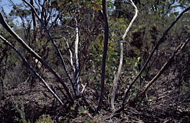 APII jpeg image of Eucalyptus exilis  © contact APII