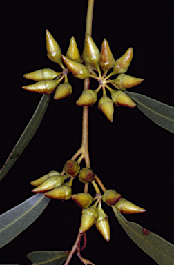 APII jpeg image of Eucalyptus dorrienii  © contact APII