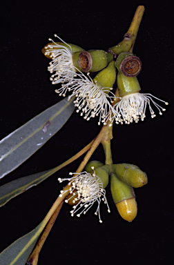 APII jpeg image of Eucalyptus famelica  © contact APII