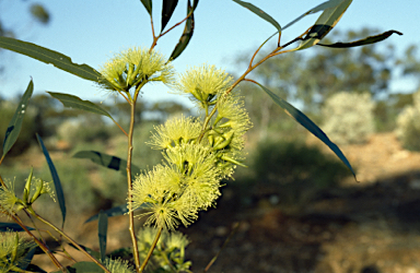 APII jpeg image of Eucalyptus flavida  © contact APII