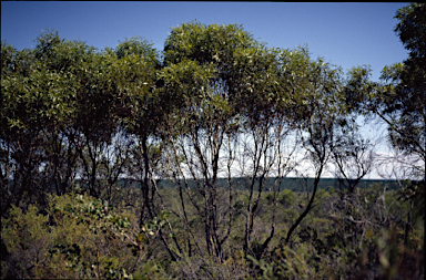 APII jpeg image of Eucalyptus foecunda  © contact APII