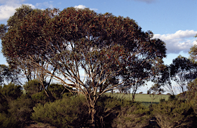 APII jpeg image of Eucalyptus forrestiana  © contact APII