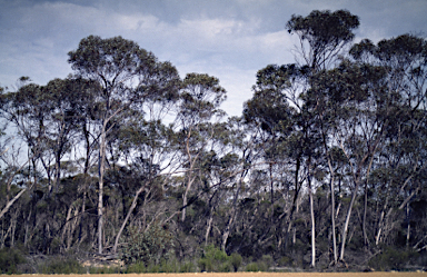 APII jpeg image of Eucalyptus forrestiana  © contact APII