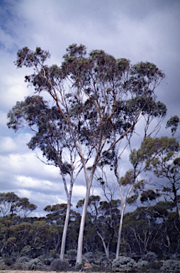 APII jpeg image of Eucalyptus fraseri subsp. fraseri  © contact APII