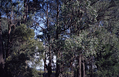 APII jpeg image of Eucalyptus fulgens  © contact APII